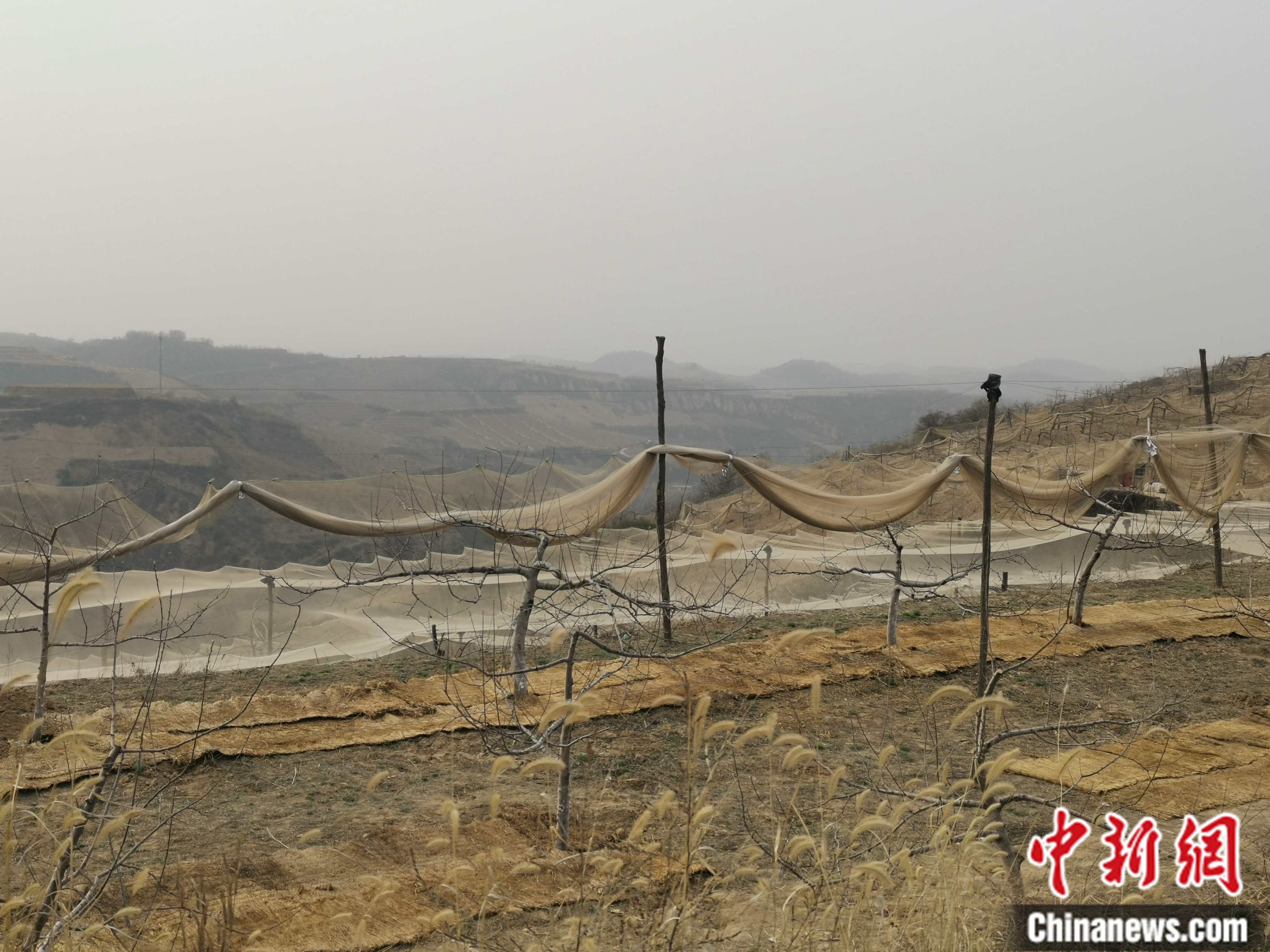 陜西省延安市寶塔區(qū)柳林鎮(zhèn)麻塔村蘋果園。 <a target='_blank'  ><p  align=