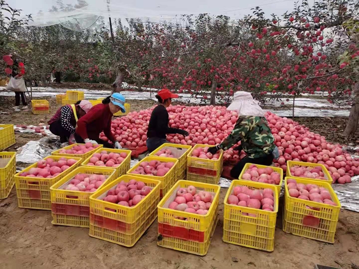 來源：柳林鎮(zhèn)果技站供圖。