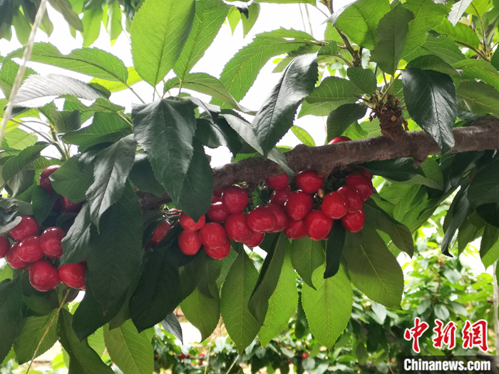 陜西省子長市盛宇現(xiàn)代農(nóng)業(yè)示范園內(nèi)，櫻桃鮮艷欲滴。<a target='_blank'  ><p  align=