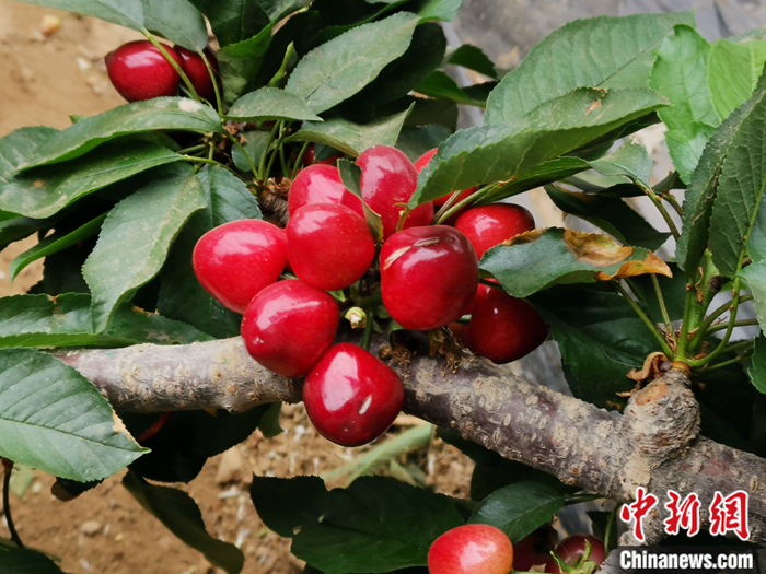 陜西省子長市盛宇現(xiàn)代農(nóng)業(yè)示范園內(nèi)，櫻桃鮮艷欲滴。<a target='_blank'  ><p  align=