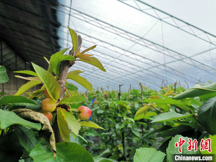 陜西省子長市盛宇現(xiàn)代農(nóng)業(yè)示范園櫻桃園區(qū)。<a target='_blank'  ><p  align=