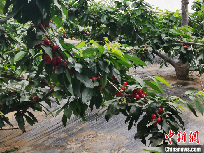 陜西省子長市盛宇現(xiàn)代農(nóng)業(yè)示范園內(nèi)，櫻桃鮮艷欲滴。<a target='_blank'  ><p  align=